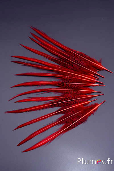 Faisan doré queue - 15-20 cm - rouge-carmin